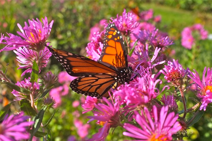 Monarch Butterfly Alma Potchke New England aster ©Kim Smith 2013
