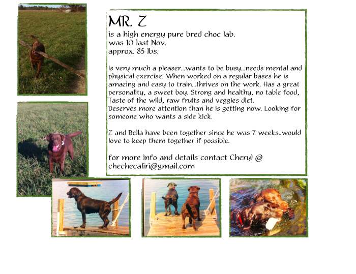 mr. z, adopt, dog