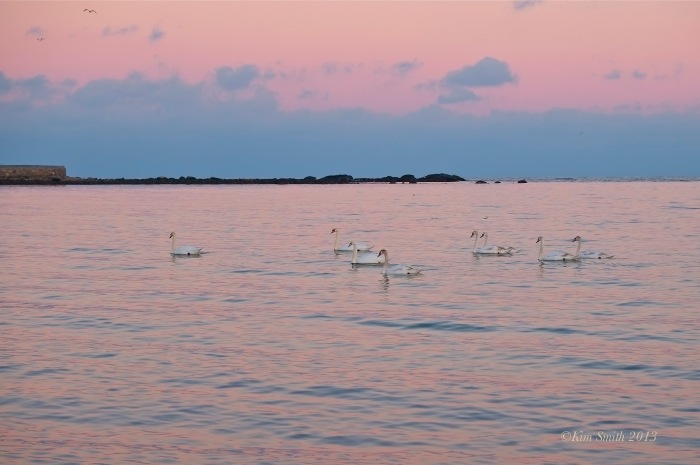 Niles Pond Brace Cove swans -5 ©Kim Smith 2013