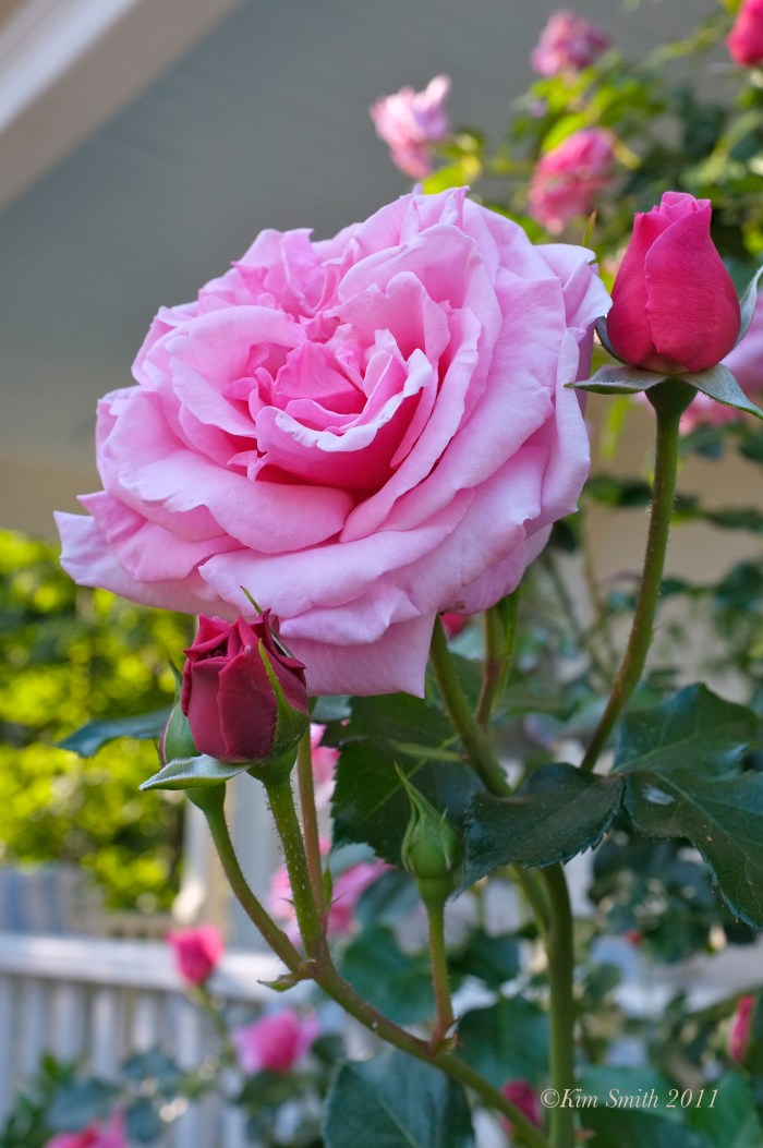 Rosa Aloha ©KIm Smith 2011 copy