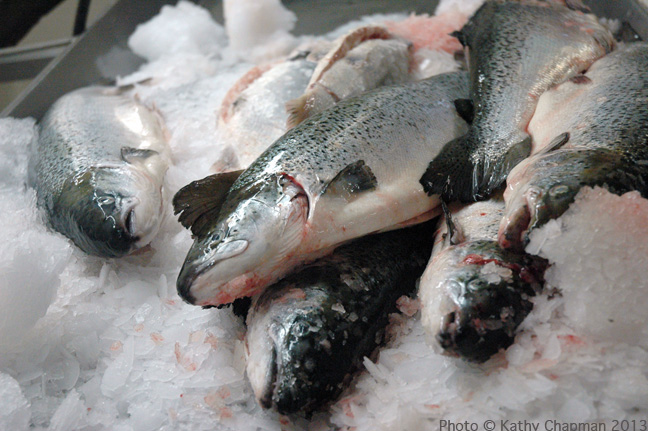 SalmonReadyForTurner