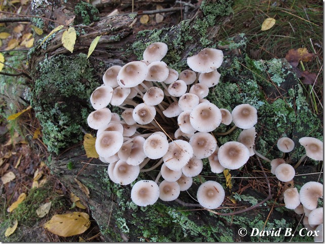 2013March Dodgeball Cannon 002(2)