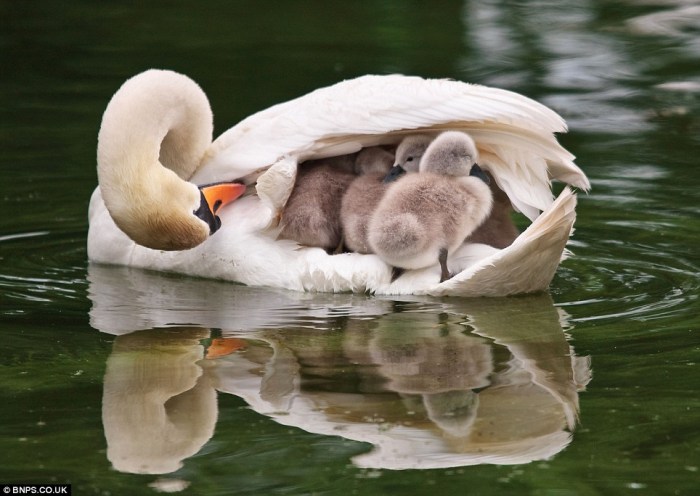 Mute Swan Female with cygnets