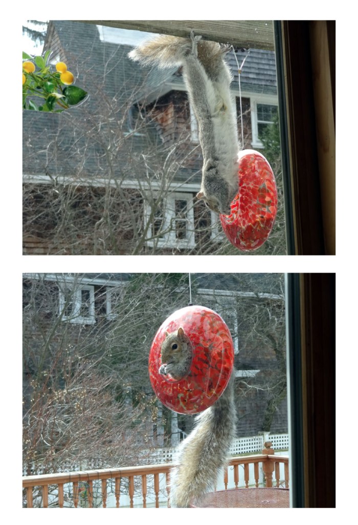 cynthia kennedy sam squirrel feeder