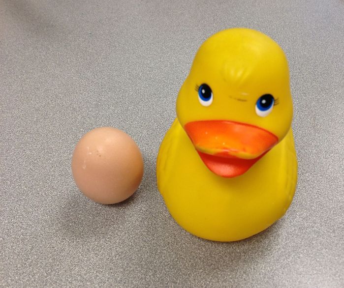 duckegg