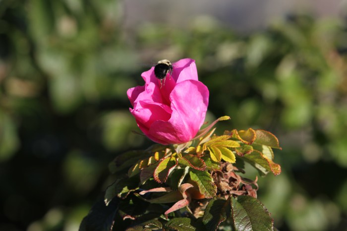 Photo Thom Falzarano