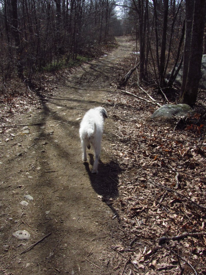 coconut, dogtown, gloucester