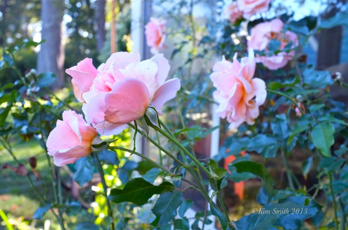 JoeAnn Hart Garden ©Kim Smith 2013