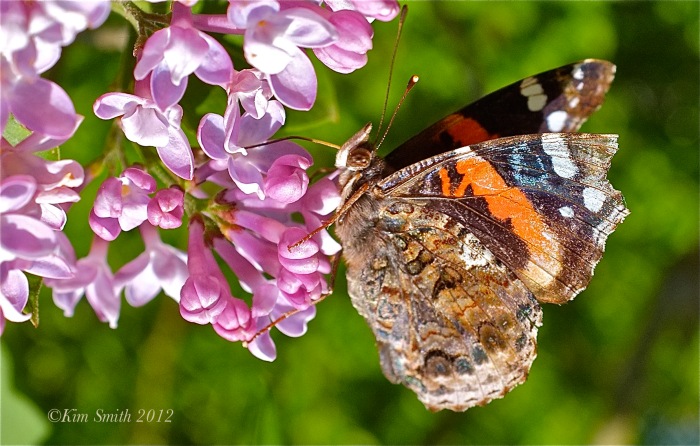 Lilac and Red Admiral ©Kim Smith 2012