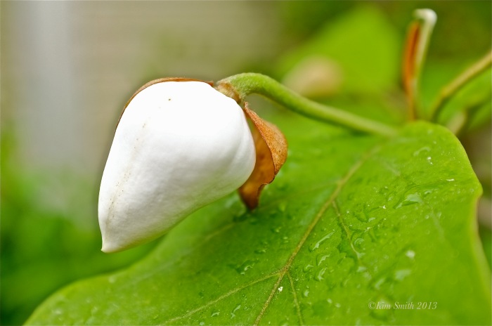 Magnolia sieboldii bud ©Kim Smith 2012