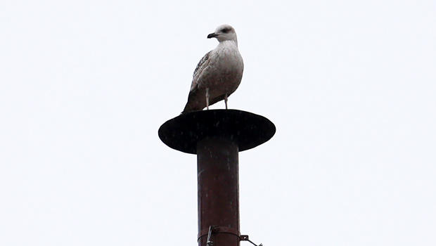 papal_conclave_bird_on_chimney_130313_620x350