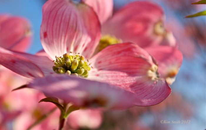 Pink flowering dowood Cornus florida rubra