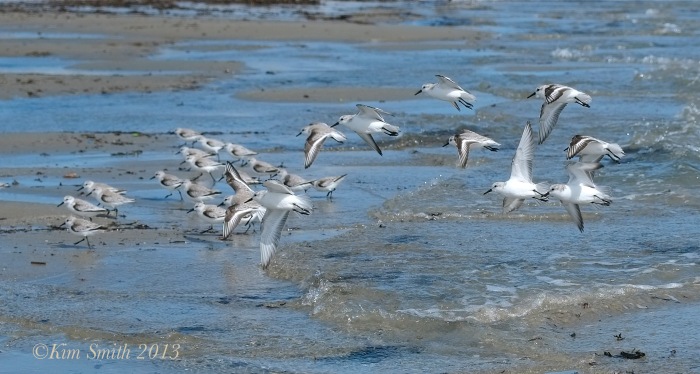 Sanderlings Good Harbor Beach -1 ©Kim Smith 2013