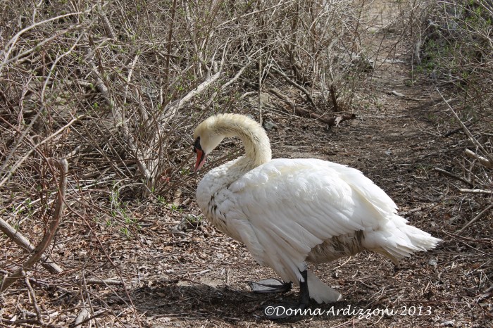 April 10, 2013 swan