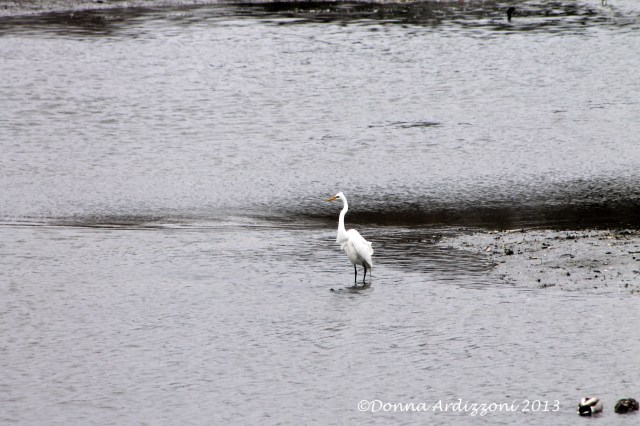Egrets