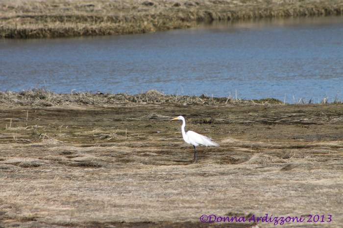 April 9, 2013 beautiful sea bird in the marsh