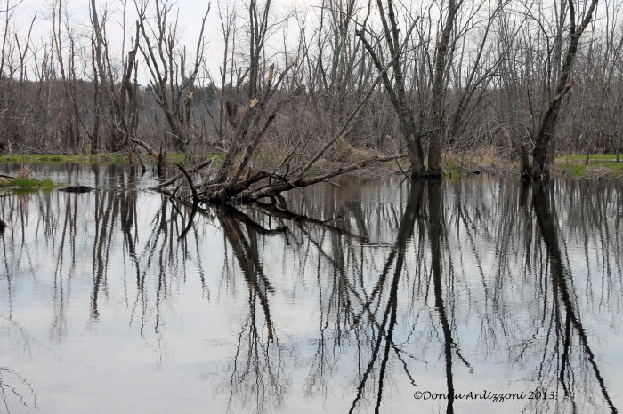 beautiful vernal pond at Ipswich River Sanctuary