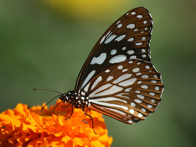 Blue Tiger Butterfly Tirumala limniace
