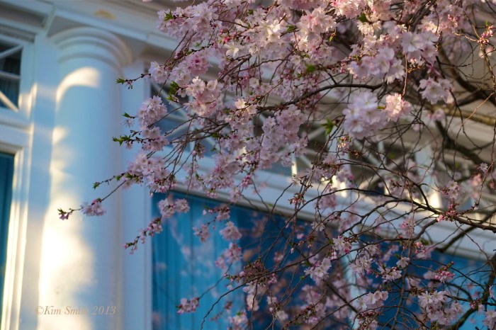 Cincinnati Country Club Cherry blossoms ©Kim Smith 2013
