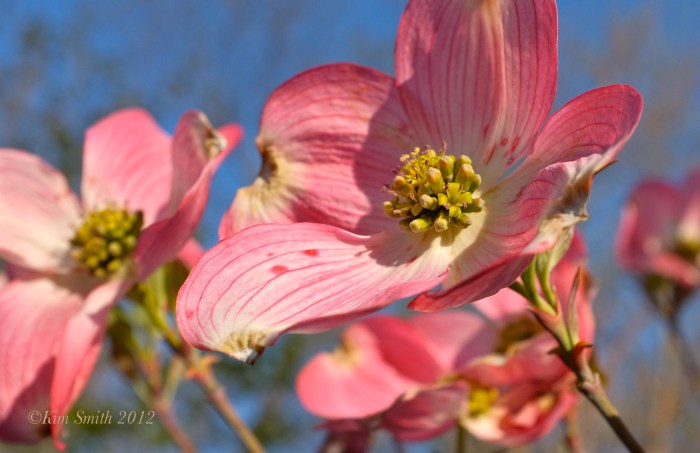 Cornus florida rubra Pink Flowering Dogwood ©Kim Smith 2012