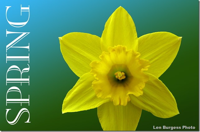daffodil3_6482