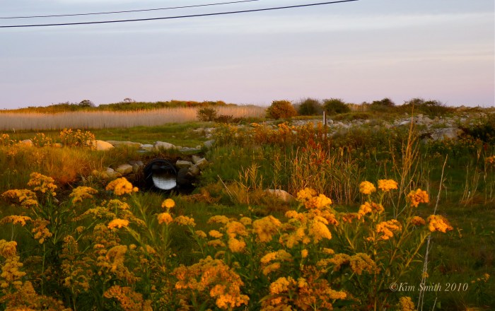 Eastern Point Culvert Restoration ©Kim Smith 2010