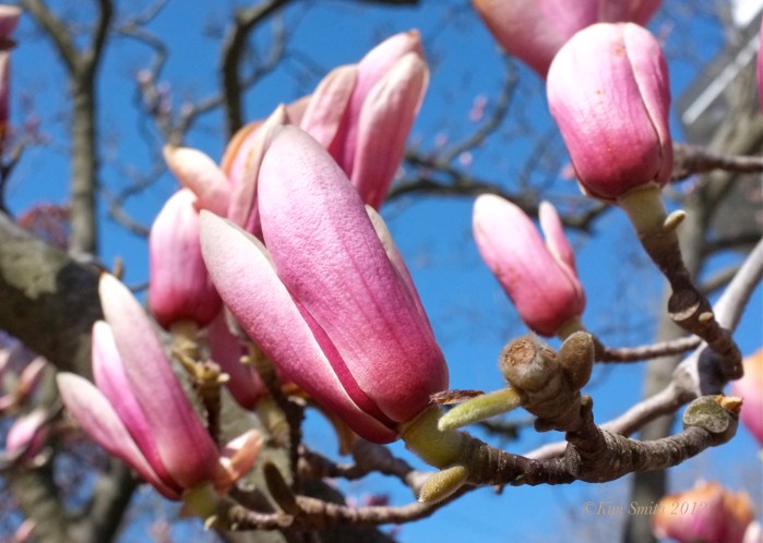 Magnolia 'Alexandrina' ©Kim Smith 2012