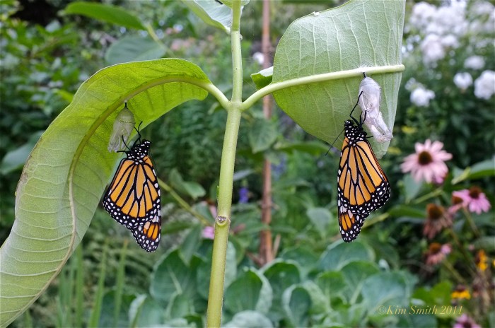 Monarch Butterfly Twins ©Kim smith 2011