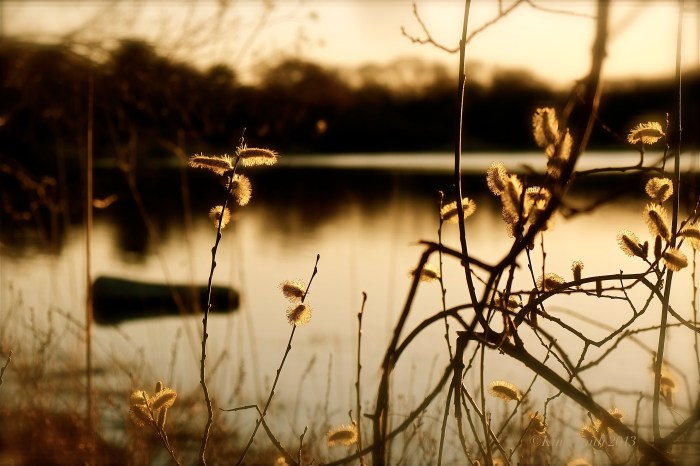 Niles Pond Pussy Willows