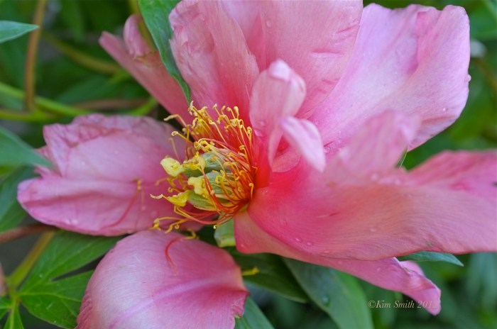 Peony 'Adored' ©Kim Smith 2012