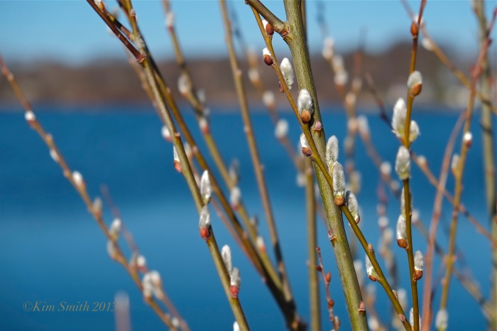 Pussy Willow Salix discolor © Kim Smith 2013