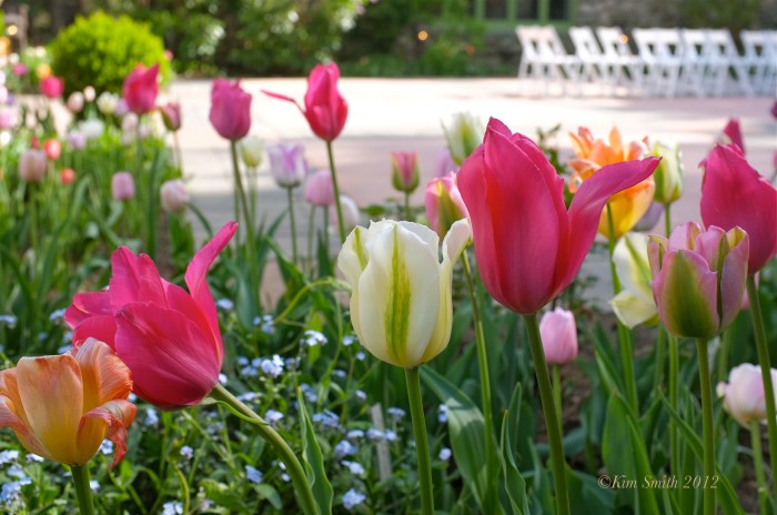 Tulip Garden Willowdale Estate ©Kim Smith2012.