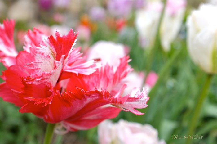 Tulipa Willowdale Estate ©Kim Smith2012