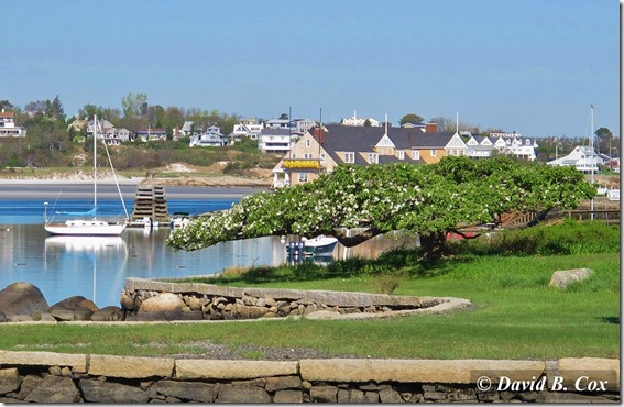 2013May Trees & Misc Cannon 003
