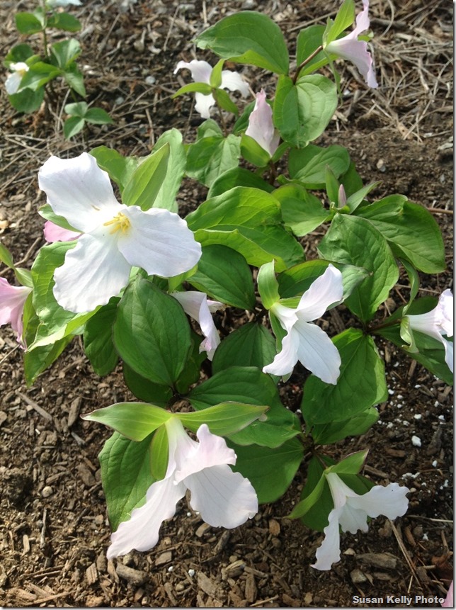 beautiful trillium