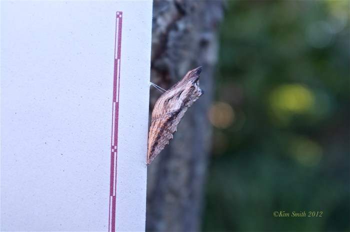 Black Swallowtail Chrysalis Brown form-1