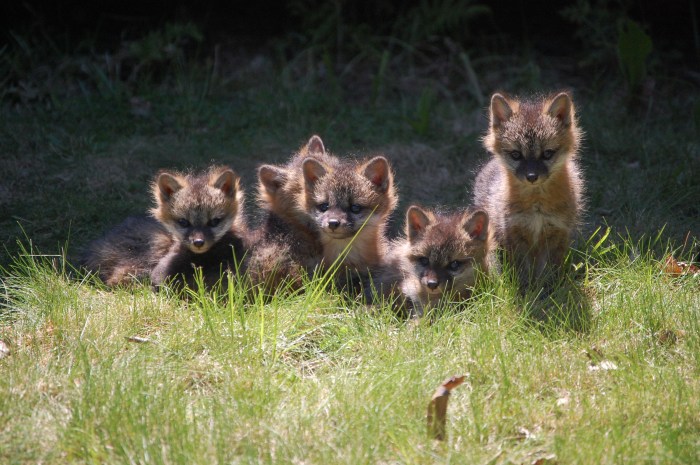Five Foxlets © Sally Williams