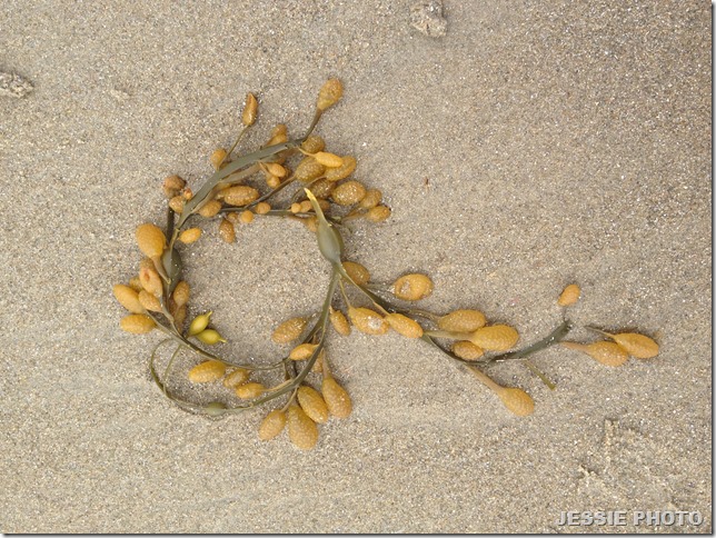 Good_Harbor_Beach Bouquet_IMG_0603
