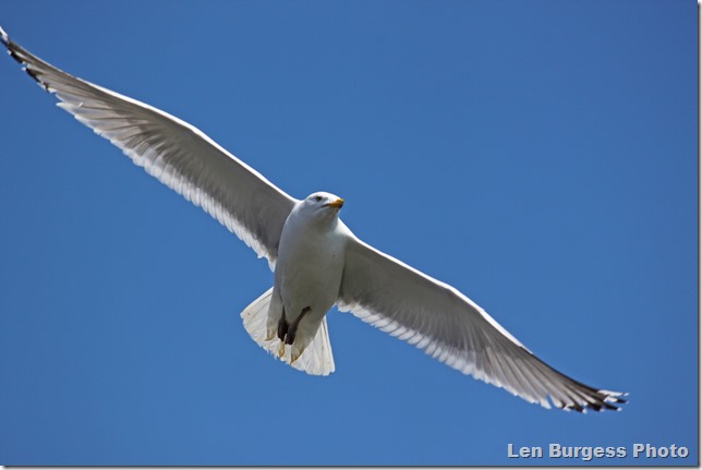 Gull_6815
