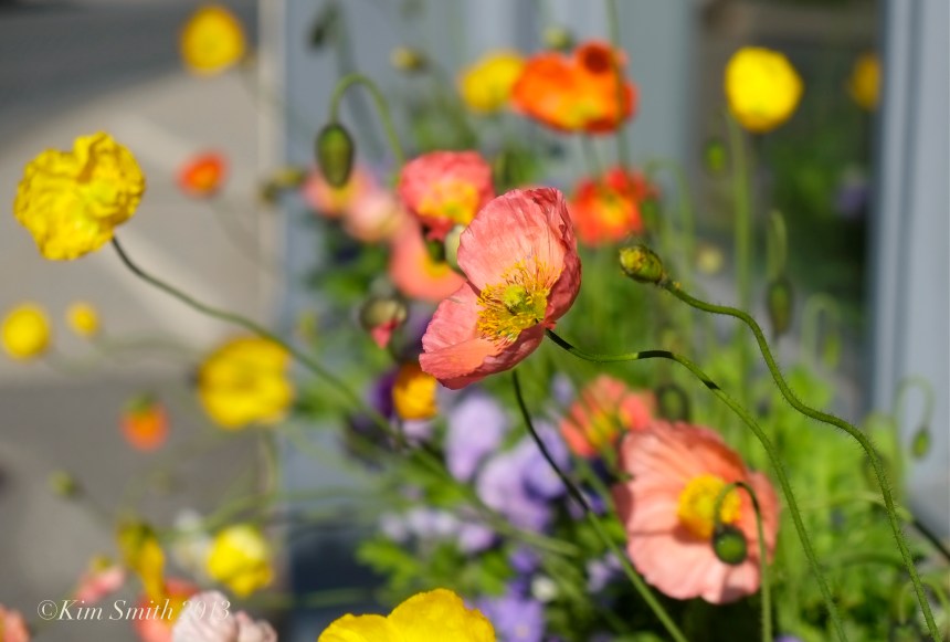 Icelandic Poppies ©Kim Smith 2013