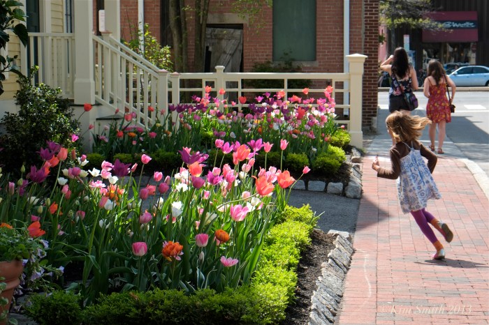 Mary Prentiss Inn spring tulips -2 ©Kim smith 2013