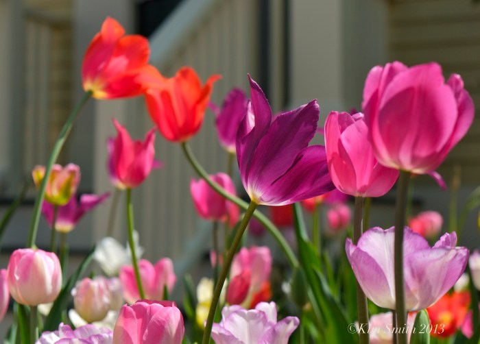 Mary Prentiss Inn spring tulips ©Kim smith 2013