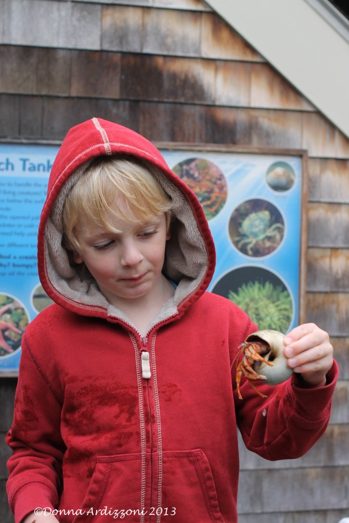 B with hermit crabs legs out