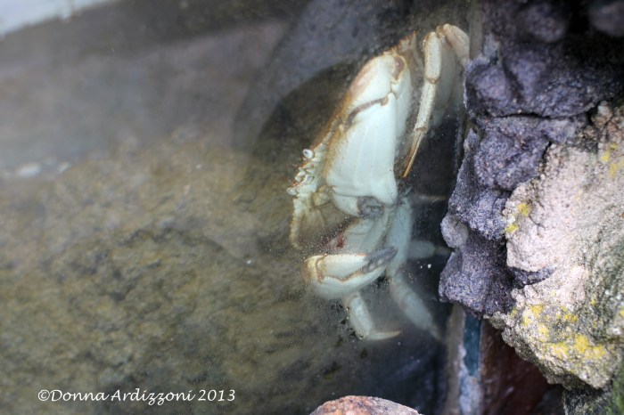 The crab looking right at me