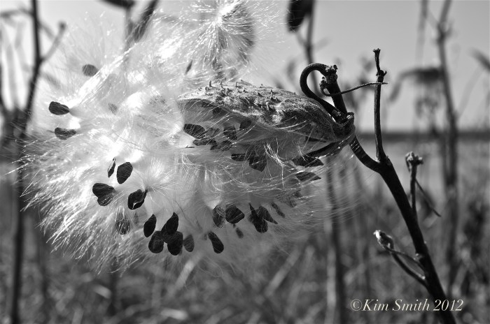 Milkweed seed pod bl-wh ©Kim Dmith 2012