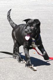 pet of the week, molly, dog