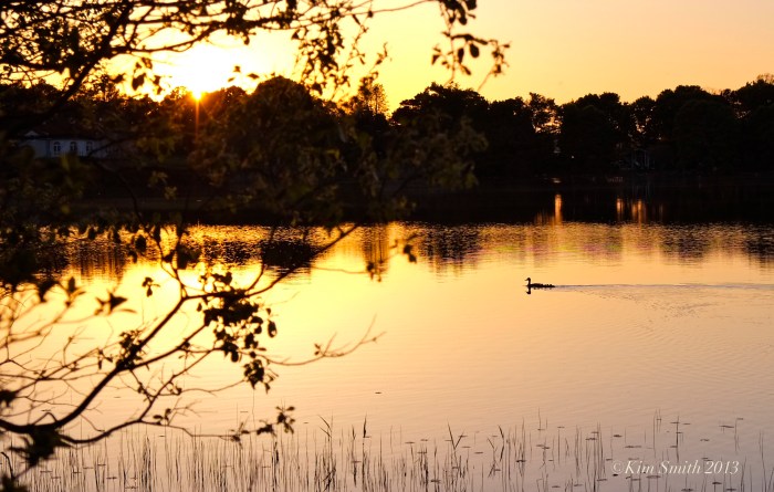 Niles Pond ducklings -2 ©Kim Smith 2013