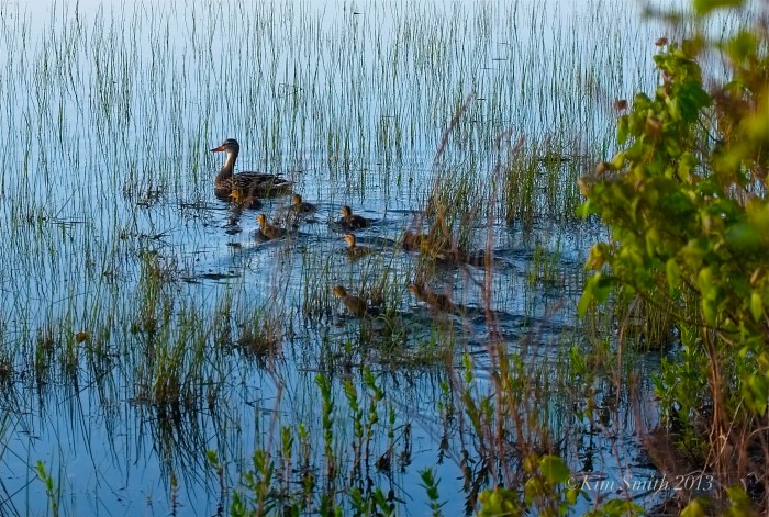 Niles Pond ducklings ©Kim Smith 2013
