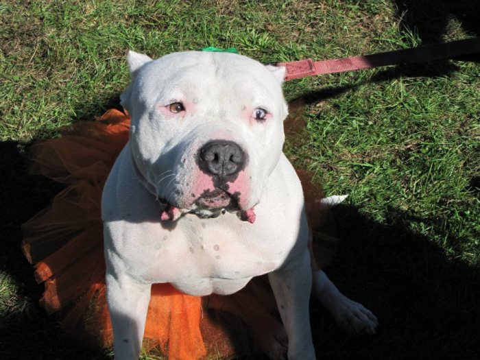 pumpkin fairy frankie