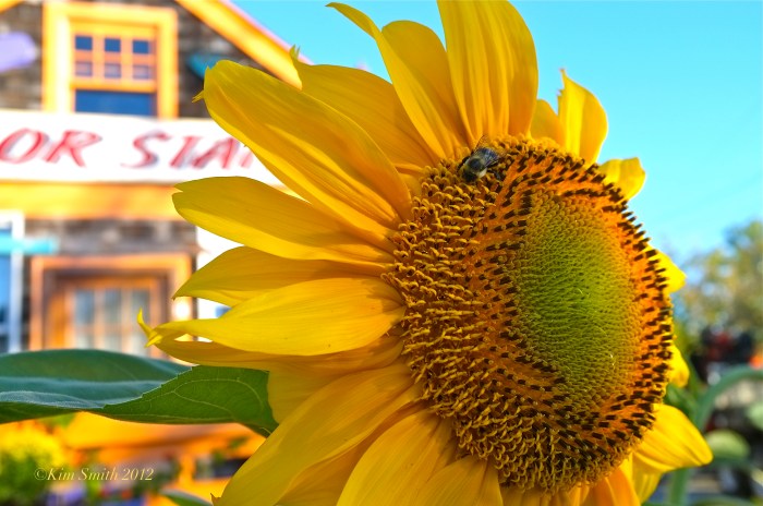 Sunflower bees Sailor Stans ©Kim Smith 2012